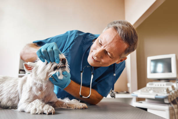 Best Emergency Gum Treatment in Duncanville, TX